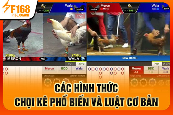 Các hình thức chọi kê phổ biến và luật cơ bản Các hình thức chọi kê phổ biến và luật cơ bản