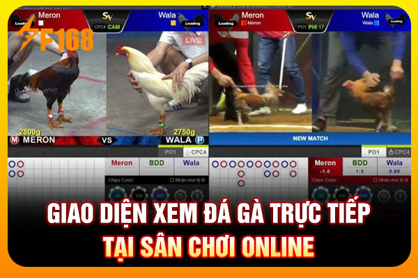 Giao diện xem đá gà trực tiếp tại sân chơi online Giao diện xem đá gà trực tiếp tại sân chơi online