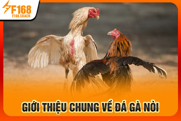 Giới thiệu chung về đá gà nòi Giới thiệu chung về đá gà nòi