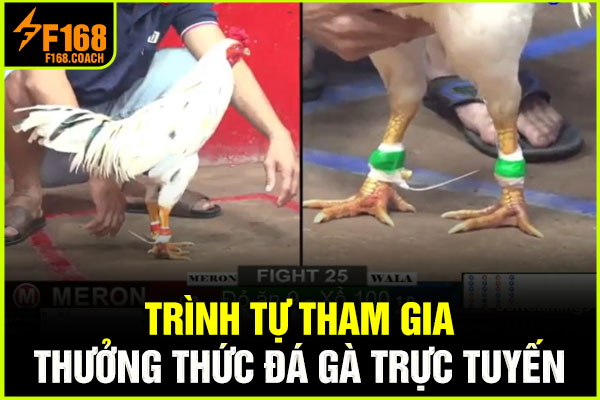 Trình tự tham gia thưởng thức đá gà trực tuyến Trình tự tham gia thưởng thức đá gà trực tuyến