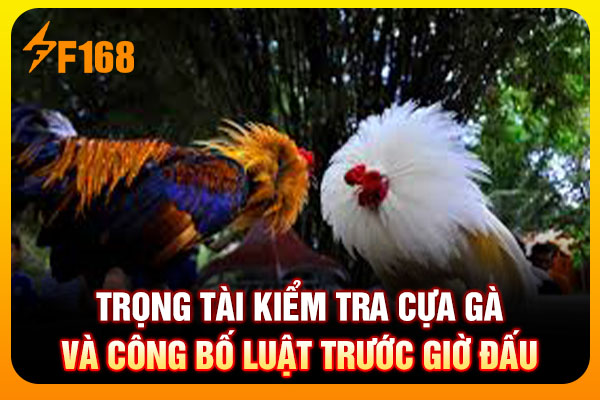 Trọng tài kiểm tra cựa gà và công bố luật trước giờ đấu Trọng tài kiểm tra cựa gà và công bố luật trước giờ đấu