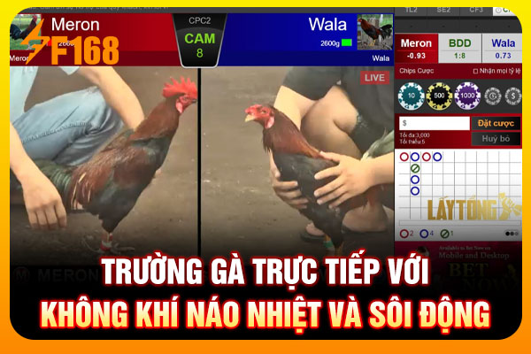 Trường gà trực tiếp với không khí náo nhiệt và sôi động Trường gà trực tiếp với không khí náo nhiệt và sôi động